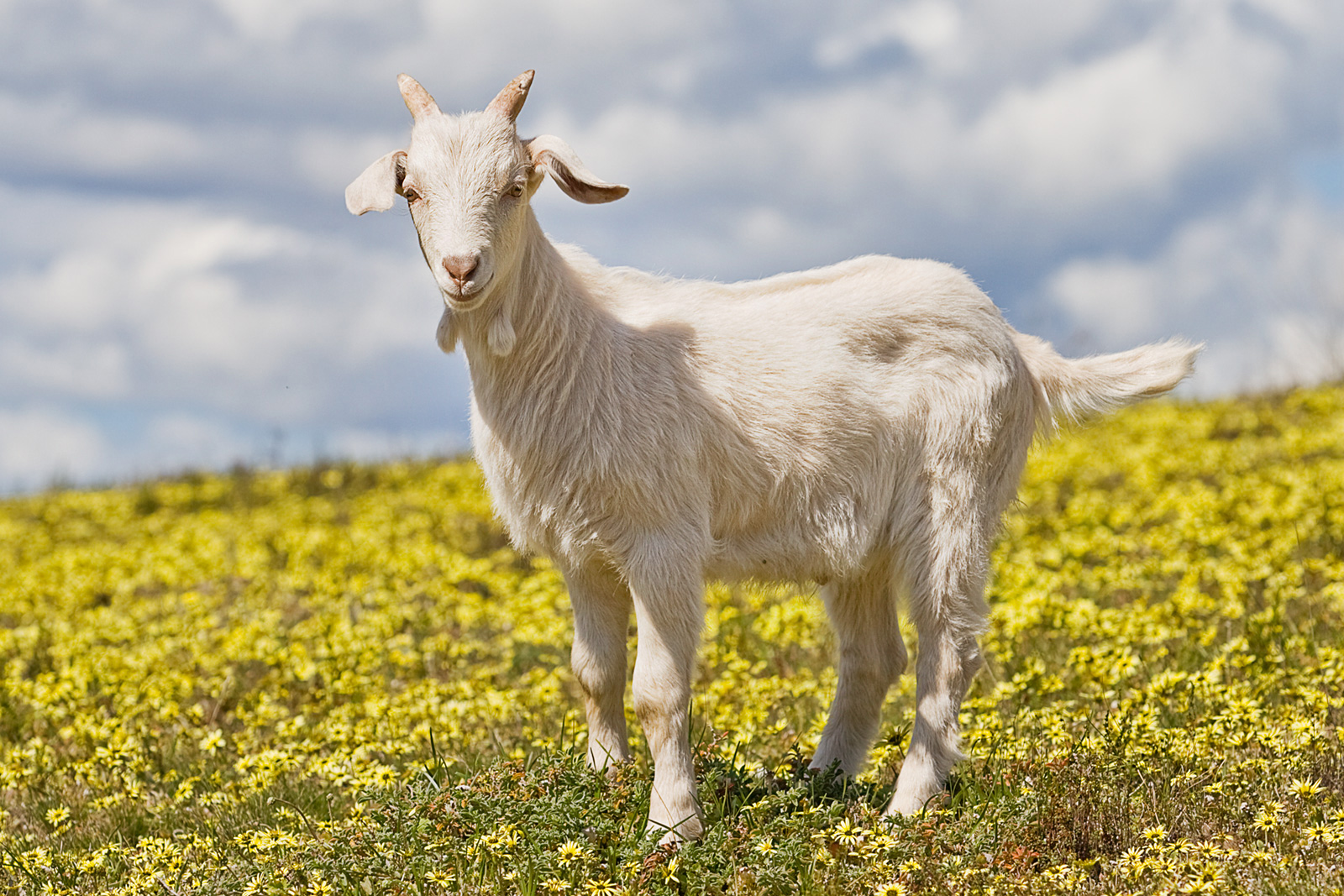 A goat kid in capeweed
